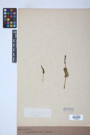 Botrychium lunaria