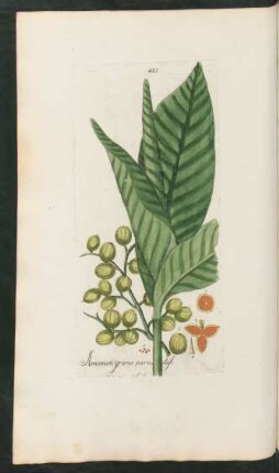 421. Amomum grana paradisi