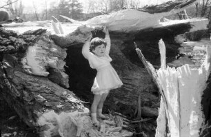 Fällen einer morschen und hohlen 300jährigen Platane im Stadtgarten beim Seelöwenbecken.