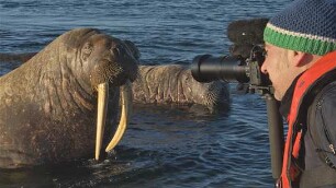 Spitzbergen - Auf Expedition in der Arktis