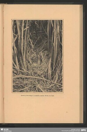Heuschreckensänger, Locustrella naevia, Bodd., im Nest