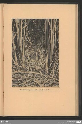 Heuschreckensänger, Locustrella naevia, Bodd., im Nest