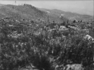 Bergvegetation : Blick auf bewaldete Berghänge