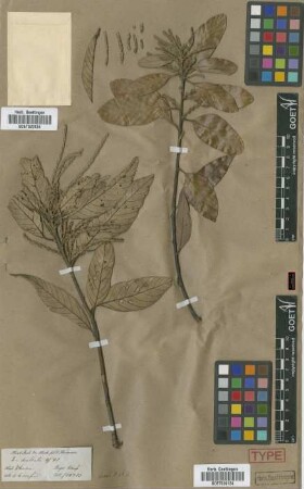 Quercus dealbata Hook.f. & Thomson ex Miq.