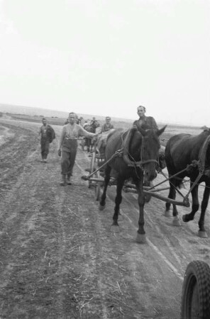Zweiter Weltkrieg. Frontbilder. Sowjetunion. Konvoi der deutschen Wehrmacht mit Pferdefuhrwerken