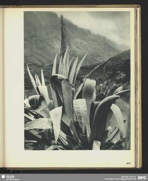 Agaven auf La Palma