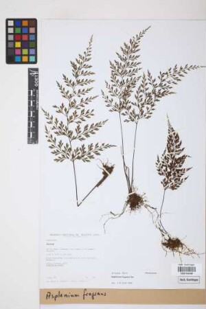 Asplenium fragrans Sw.