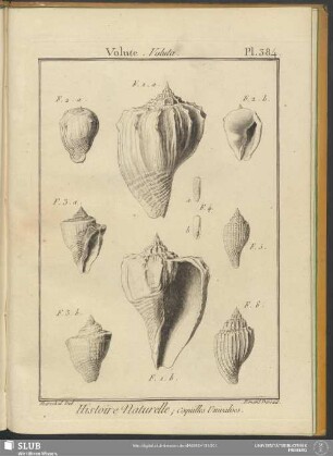 Pl. 384. Volute. Voluta