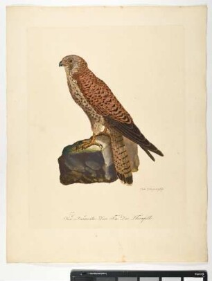 Falco Tinnunculus. Linn. Fem. Der Thurmfalke. - Turmfalke; fem. - Zeichner und Stecher: Ambrosius Gabler