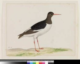 Austernfischer (Haematopus ostralegus)