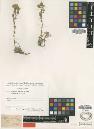 Artemisia monticola C.Koch [type]