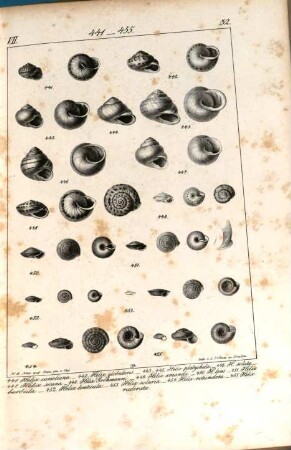 Iconographie der Land- und Süsswasser-Mollusken : mit vorzügl. Berücksichtigung d. europäischen noch nicht abgebildeten Arten, Tafelbd. 2. 1838/44 = Heft 7/8 - 12