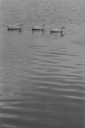 Drei schwimmende Gänse