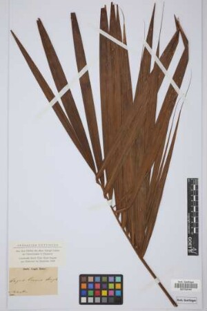 Sagus laevis