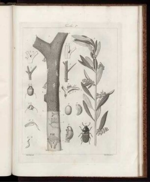 Tavola I. [bis] Tavola X. [Abb. siehe römische Paginierung]