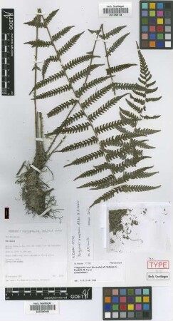 Thelypteris yungensis A.R.Sm. & M. Kessler [paratype]
