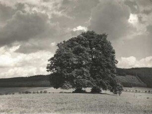 Oberlausitz. Linden von Rehnsdorf westlich Elstra
