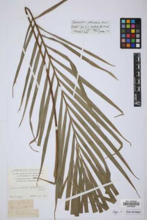 Chamaedorea martiana H.Wendl.[type]