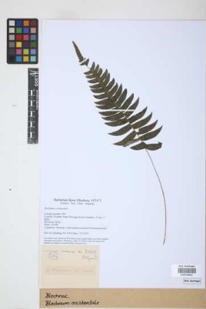 Blechnum occidentale L.
