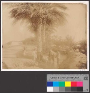 Esplanade du parc Goulon, Biskra