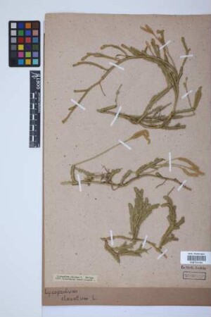 Lycopodium clavatum clavatum L.