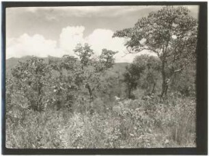 Pajonal-Vegetation der Yungas zwischen dem Río de La Paz und Irupana