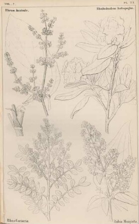Vol. 2., Pl. 23