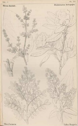Vol. 2., Pl. 23