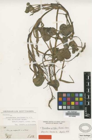 Heteranthera reniformis Ruiz & Pav. var. multiflora Griseb.