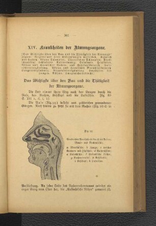 XIV. Krankheiten der Atmungsorgane.