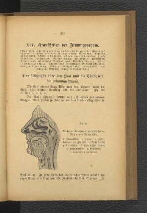 XIV. Krankheiten der Atmungsorgane.