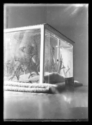 Aquarium