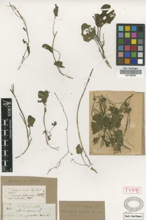 Cardamine rostrata Griseb. [type]