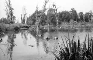 Taubergießen: Rheinwald; Naturschutzgebiet