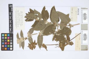 Stachys germanica L.