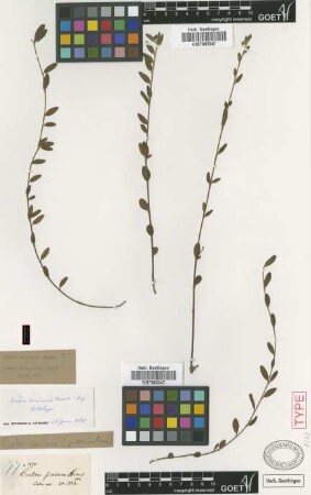 Croton procumbens Wright ex Griseb. [type]