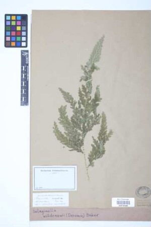 Selaginella willdenowii (Desv.) Baker