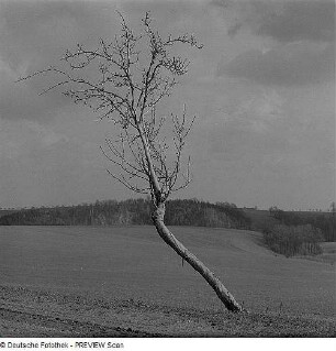 Obstbäume mit Wuchsschäden