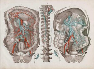 Verschiedene Arterien im Unterleib