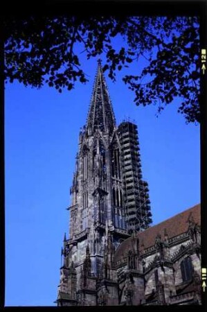 Freiburg: Münsterturm mit Gerüst an der Nordost Seite, Vordergrund Bäume