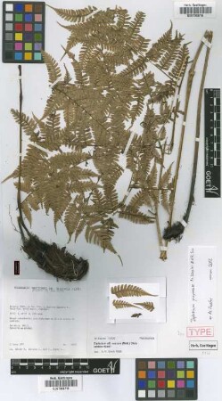 Diplazium yuyoense M.Kessler & A.R.Sm. [isotype]
