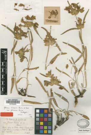 Phlomis linearis Boiss. & Balansa var. plumosa Boiss.[isotype]
