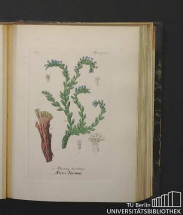 Boragineae. Alkanna tinctoria. Färber-Alkanna.