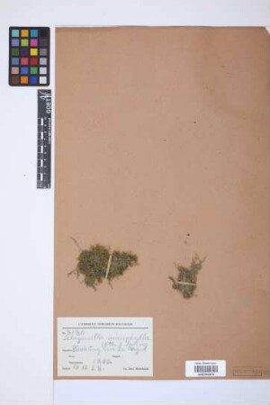 Selaginella microphylla (Kunth) Spring