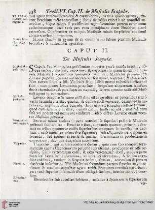 Caput II: De Musculis Scapulae