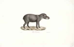 Tapir [bis] Tchicara