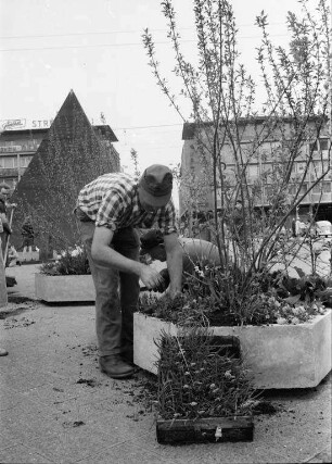 Aufstellung von Blumenschalen durch das Städtische Gartenbauamt auf dem Marktplatz.