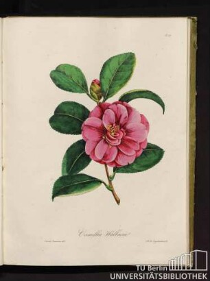 No. 27. Camellia Wallnerii