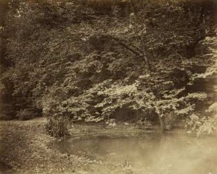 Laubbäume am Teich