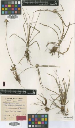 Cyperus diurensis Boeckeler var. acuminato-squamatus Kük.[type]